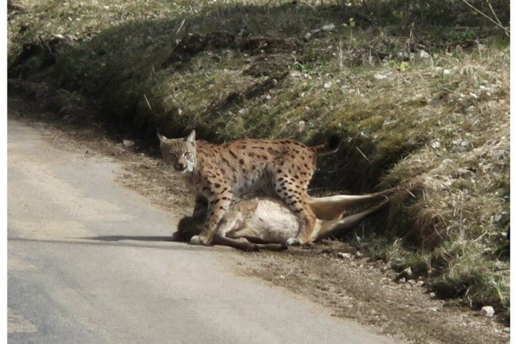 Lynx avec sa proie, un brocard