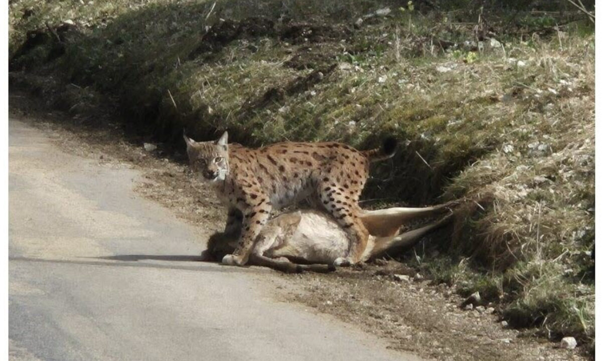 Lynx avec sa proie, un brocard