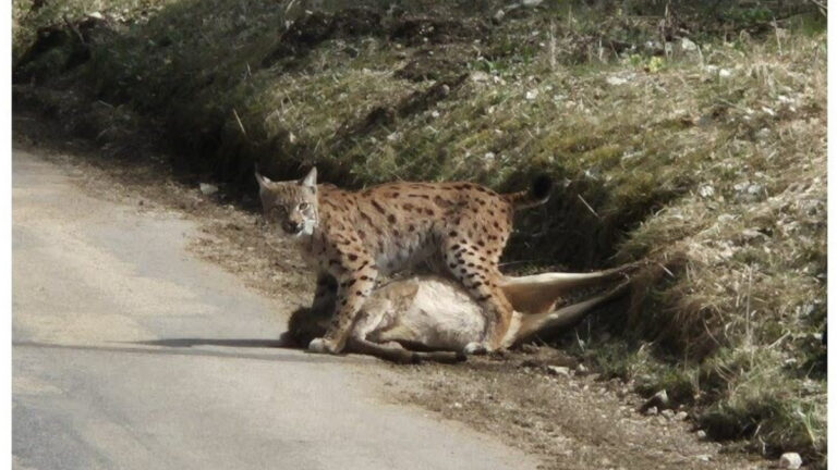 Jura : un lynx surpris en plein jour avec un brocard fraîchement tué
