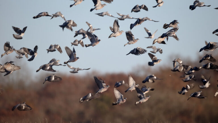 Chasse aux filets: l&rsquo;appel à la solidarité de jeunes paloumayres