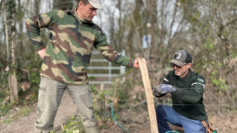 Pau : 10 km de clôtures posés par les chasseurs pour contenir les sangliers