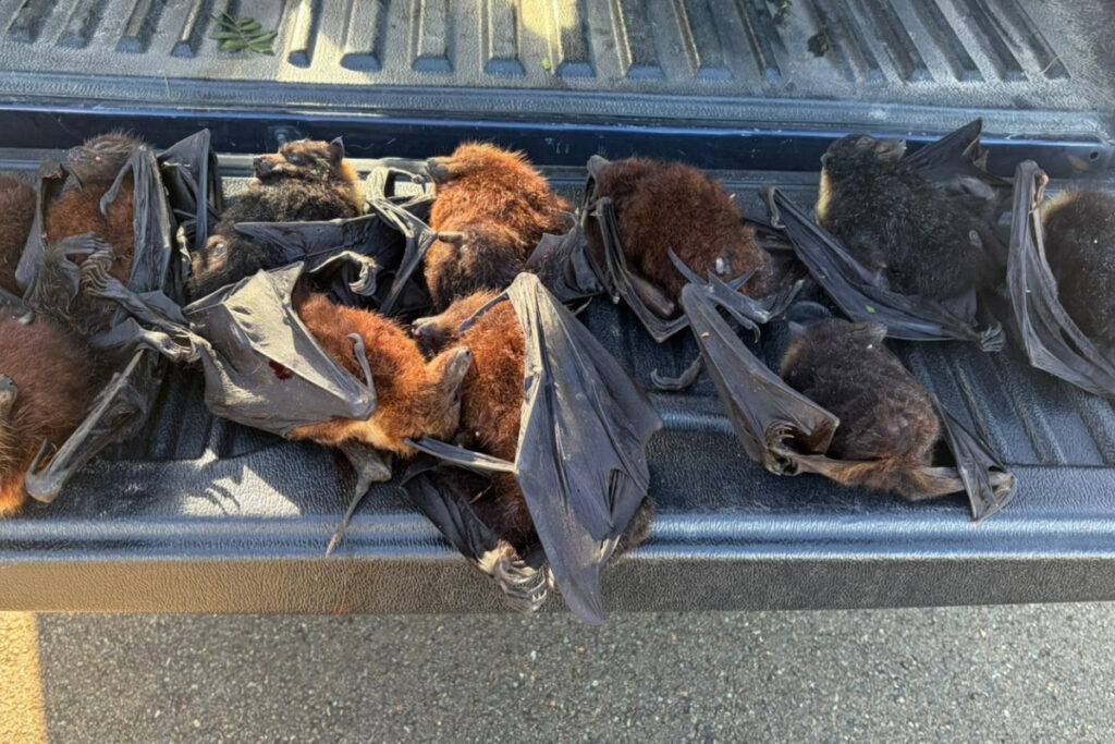 Roussettes braconnées de nuit en Nouvelle Calédonie