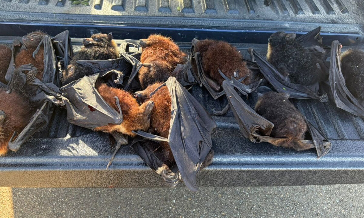 Roussettes braconnées de nuit en Nouvelle Calédonie