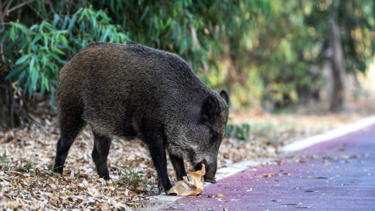 Sangliers en ville : battue organisée à Angers ce mercredi
