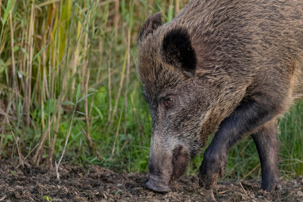 Sanglier dégâts