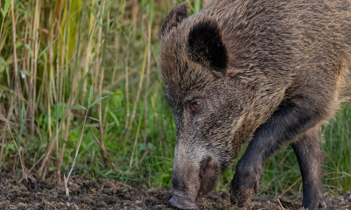 Sanglier dégâts