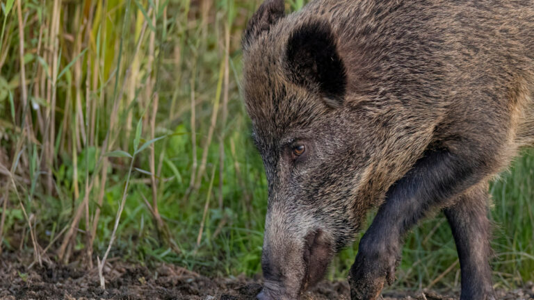 Calvados : 1,3 million d’euros de dégâts de sangliers, les chasseurs dans le rouge