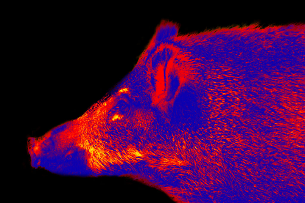 Sanglier visée thermique