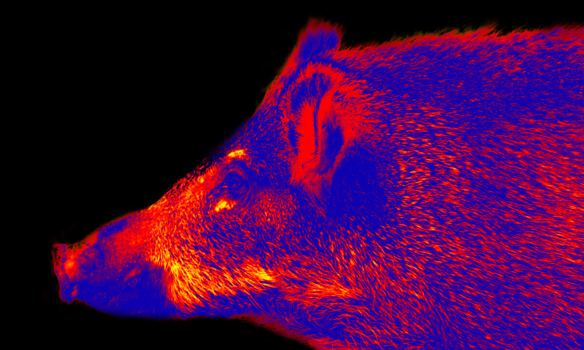 Sanglier visée thermique