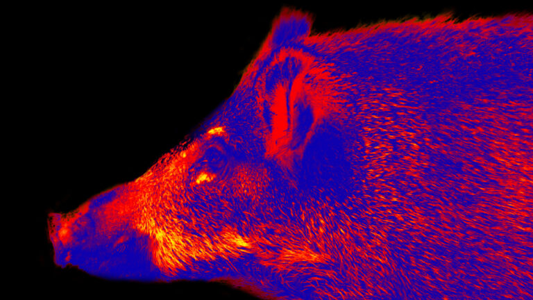 Sangliers : tirs de nuit à la thermique autorisés dans une réserve du Morbihan