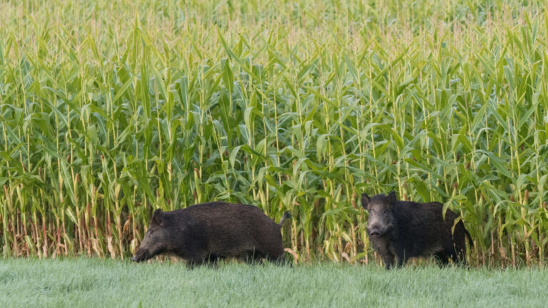 Dordogne : 23 000 sangliers prélevés, plus d’un million d’euros de dégâts, la chasse en sursis !