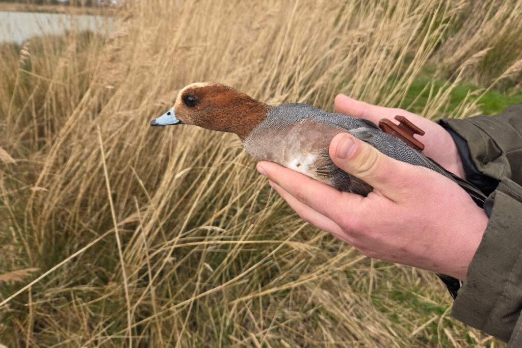 Suivi des migrateurs par la FDC 59