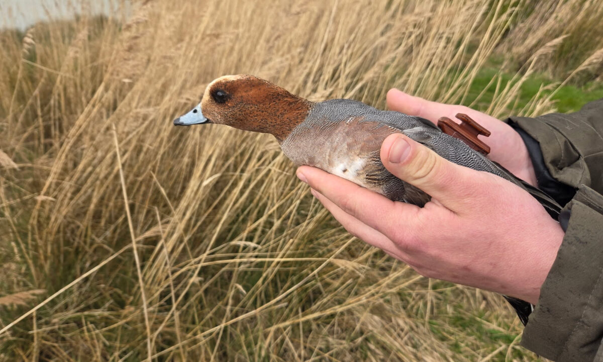 Suivi des migrateurs par la FDC 59