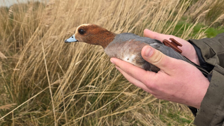 Nord : la Fédération des chasseurs au cœur du suivi scientifique des migrateurs