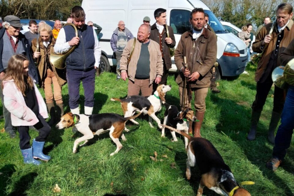 Vénerie du lièvre chiens anglo-français