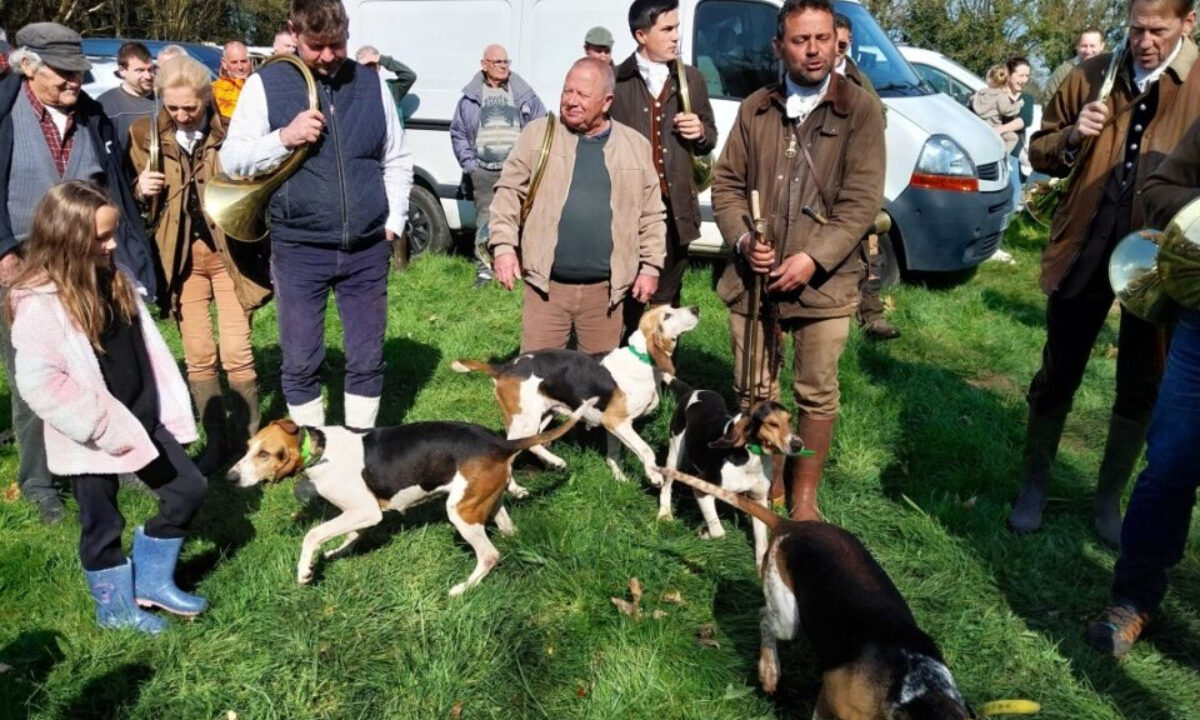 Vénerie du lièvre chiens anglo-français