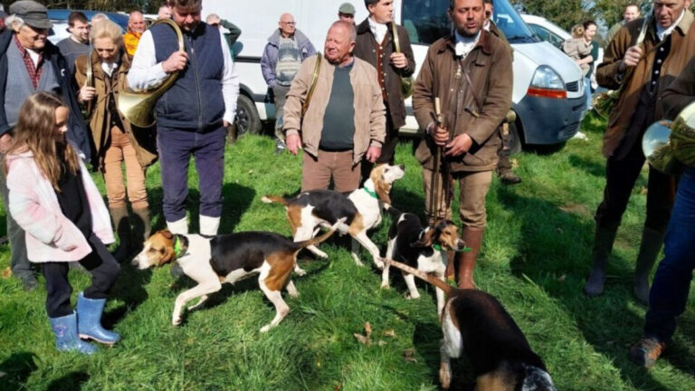 Vénerie du lièvre : quand tout repose sur le travail des chiens