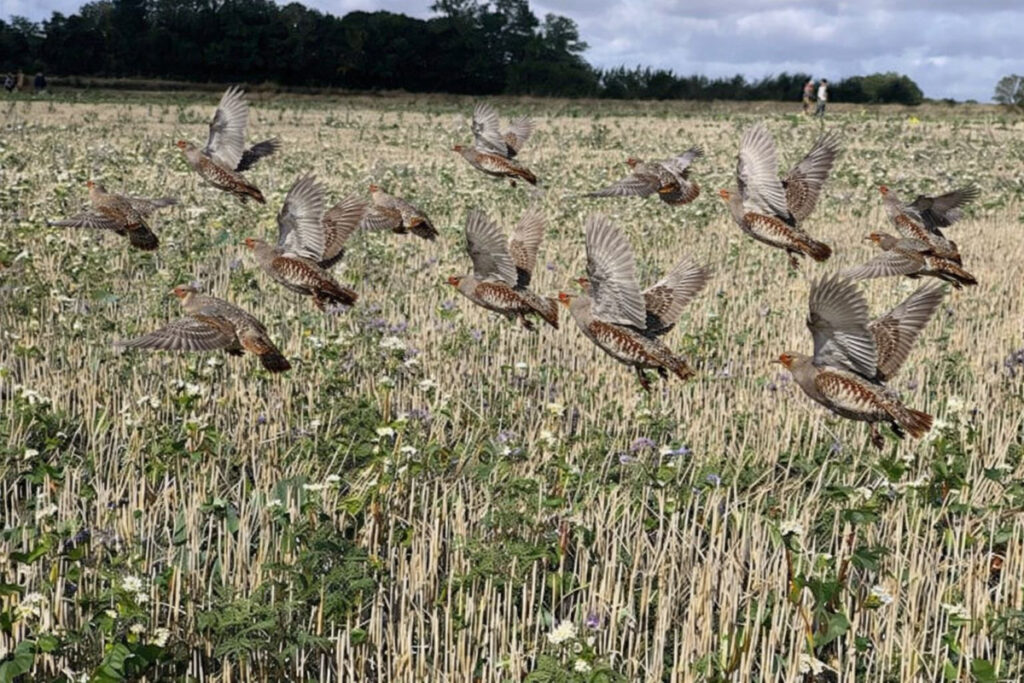 Vol de perdrix grises