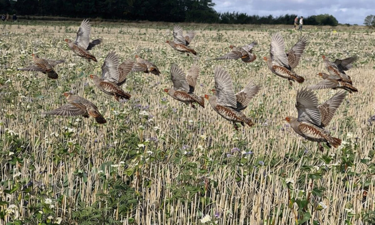 Vol de perdrix grises