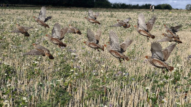 Vol de perdrix grises