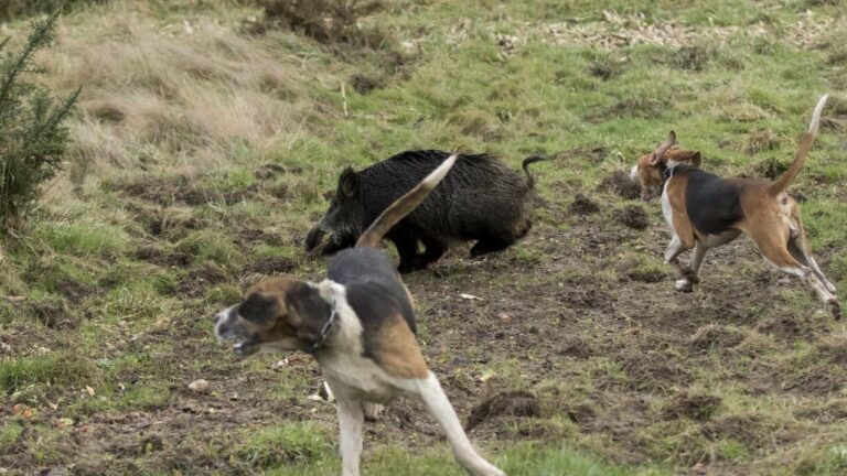 Maladie d’Aujeszky : un nouveau département touché, les chiens en danger