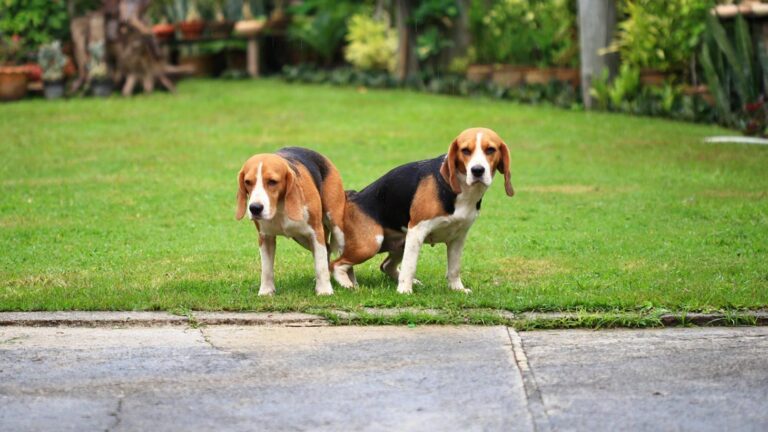 Pourquoi les chiens demeurent noués lors de l’accouplement ?