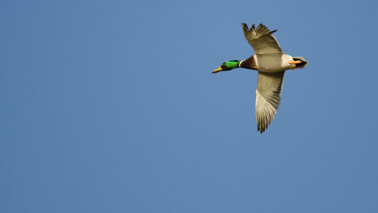 L’acier blesse-t-il plus que le plomb à la chasse ? La réponse de Patrick Maricaille