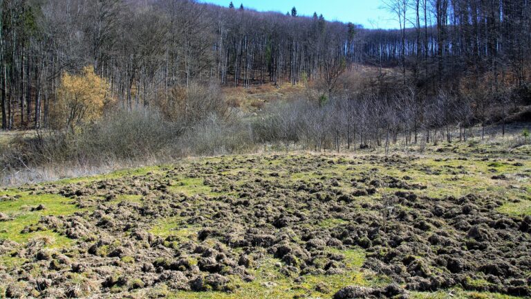 Côtes-d’Armor : les chasseurs prêts à suspendre la chasse au sanglier