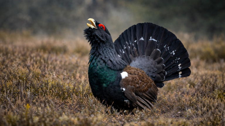 Chasse du Grand Tétras : des députés dénoncent une décision brutale