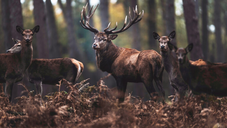 Suppression des enclos de chasse : réalité ou trompe-l’œil juridique ?