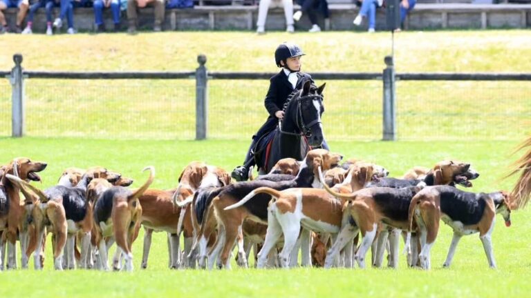 Fontainebleau accueille la grande fête de la chasse, de la nature et de la ruralité les 30 et 31 mai 2026