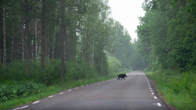 Chasse du sanglier : Ces comportements qui nous desservent…