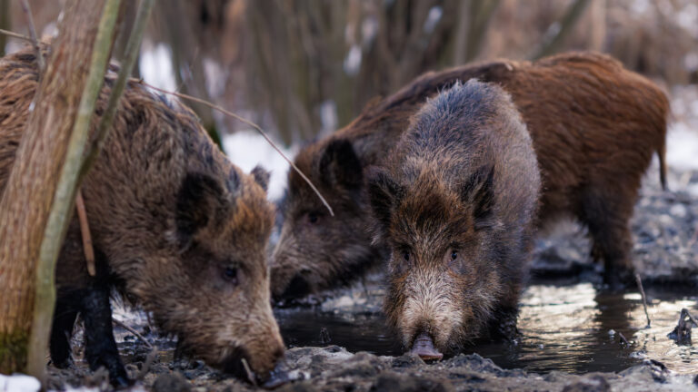 L’agrainage en enclos de chasse : une réforme stricte mais encore floue