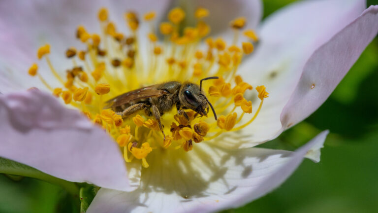 Romain Lasseur : « Les abeilles sont des sentinelles de la biodiversité »