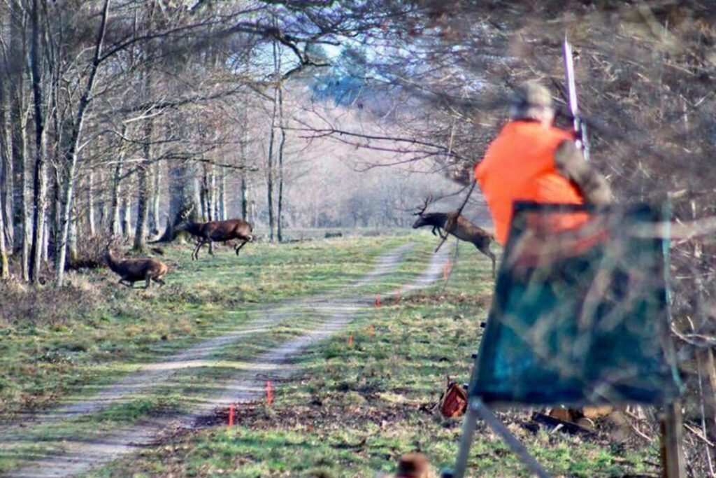 Battue au grand gibier