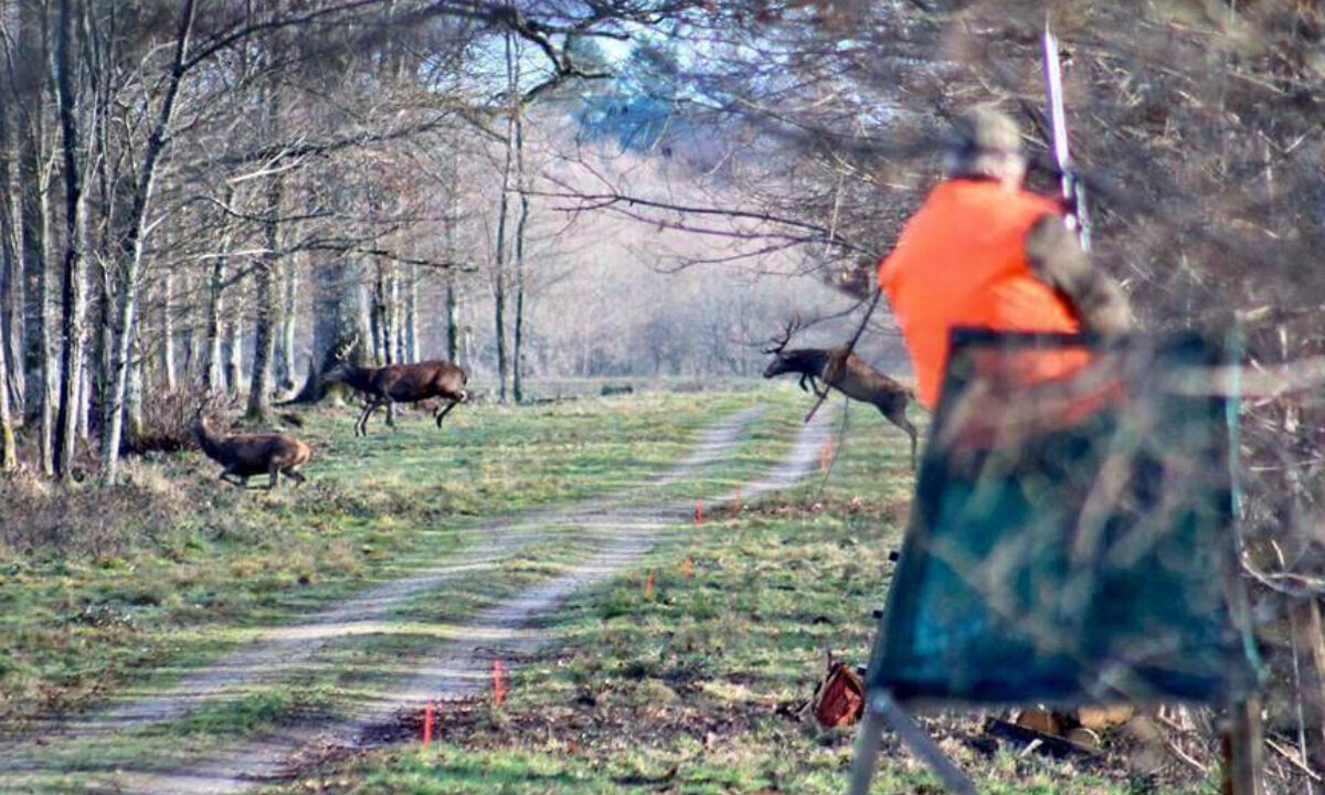 Battue au grand gibier