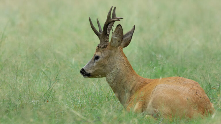 Pourquoi la chasse du brocard ouvre-t-elle plus tôt en Alsace-Moselle ?