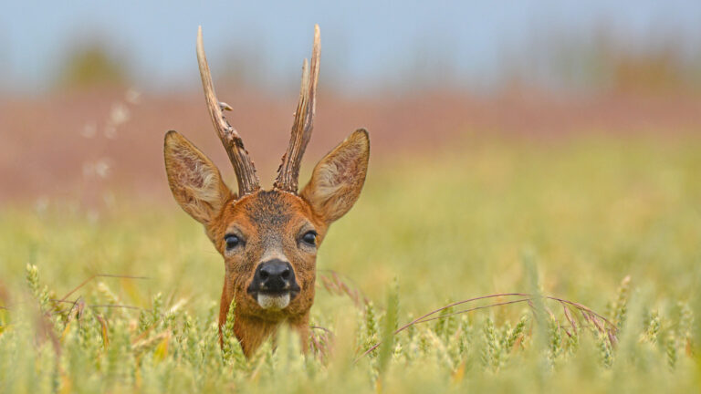 L’ouverture du brocard lance officiellement la nouvelle saison de chasse
