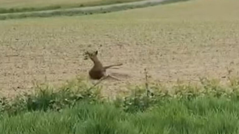 Vidéo insolite : un brocard “ivre” filmé par des gendarmes