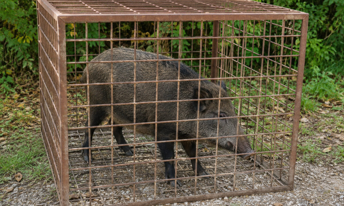 Cage piège sanglier