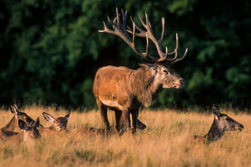 Cerf