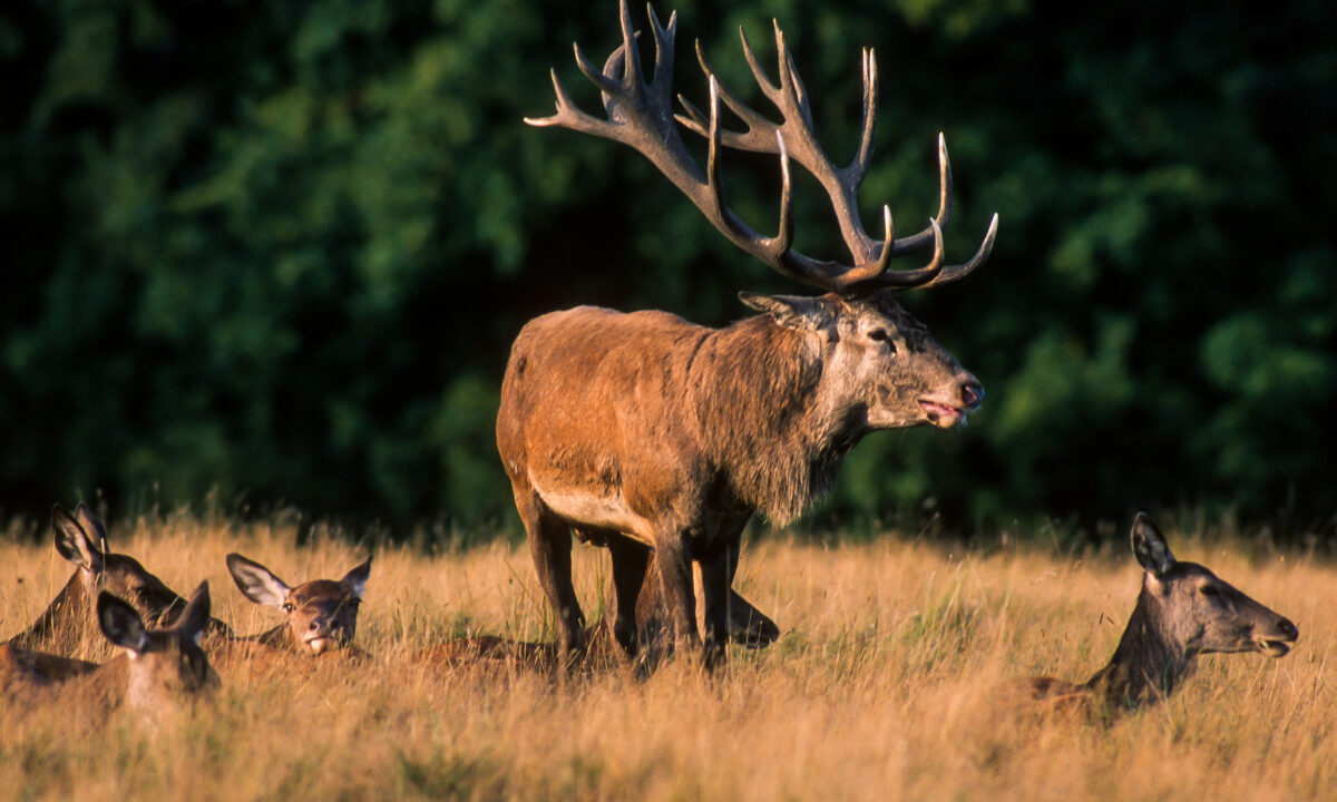 Cerf