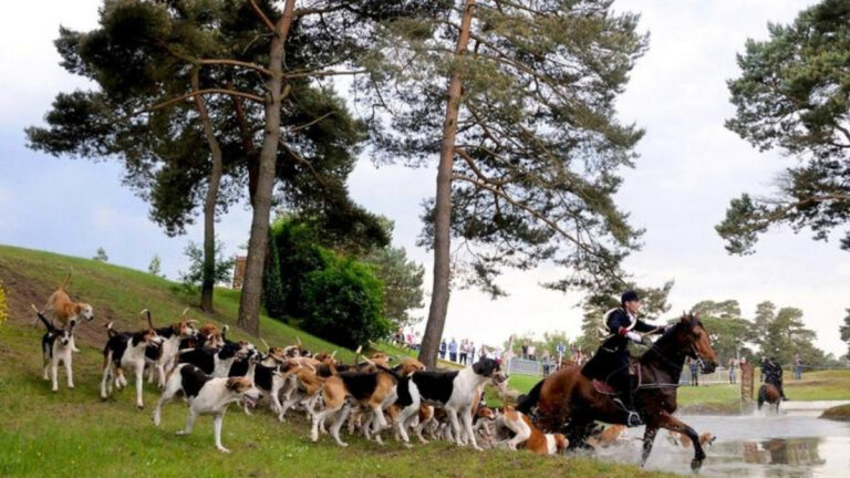 Chasse, pêche, nature et vénerie : Fontainebleau célèbre la ruralité ce week-end