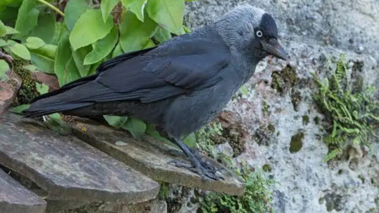 Bretagne : la régulation des choucas encore attaquée devant la justice