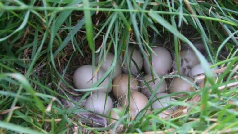 Sarthe : les chasseurs demandent de retarder le broyage pour sauver le petit gibier