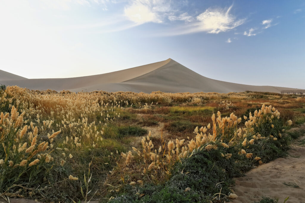 Dunes envahies par l'herbe de la pampa