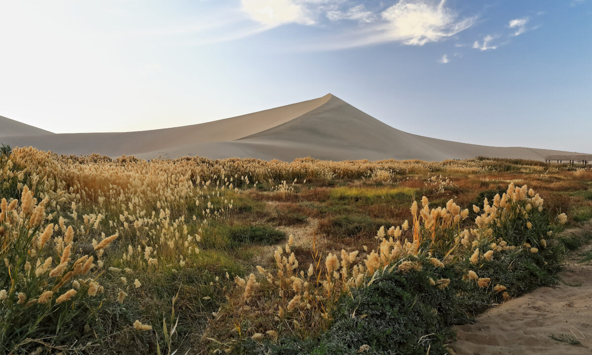 Dunes envahies par l'herbe de la pampa