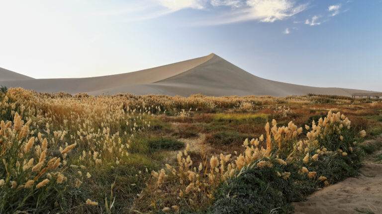 Dans la Manche, des chasseurs mobilisés pour sauver les dunes des plantes invasives