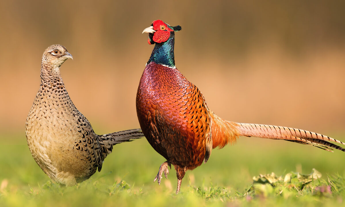 Faisan sauvage : dans le Nord, les efforts des chasseurs paient - So Chasse