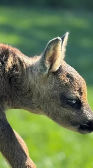 Les chasseurs mobilisés pour sauver les faons des fauches